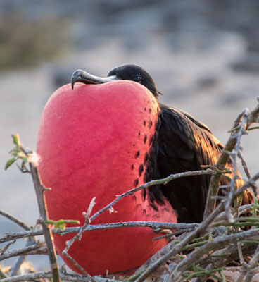 Magnificent frigatebird displaying its inflated red gular sac.