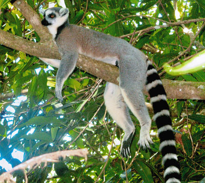A ring-tailed lemur in Madagascar.