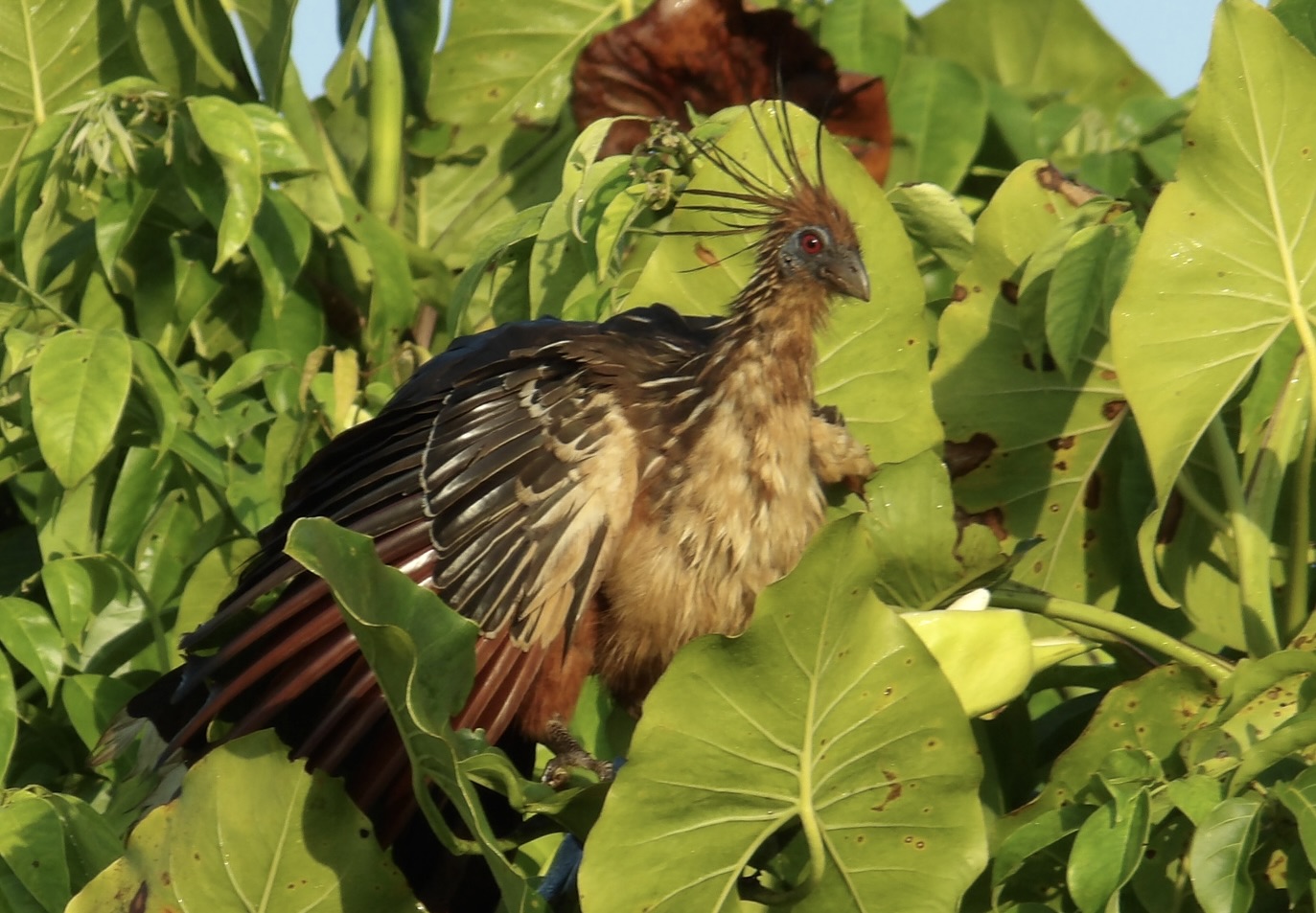A Three-week Birding Adventure in Guyana 