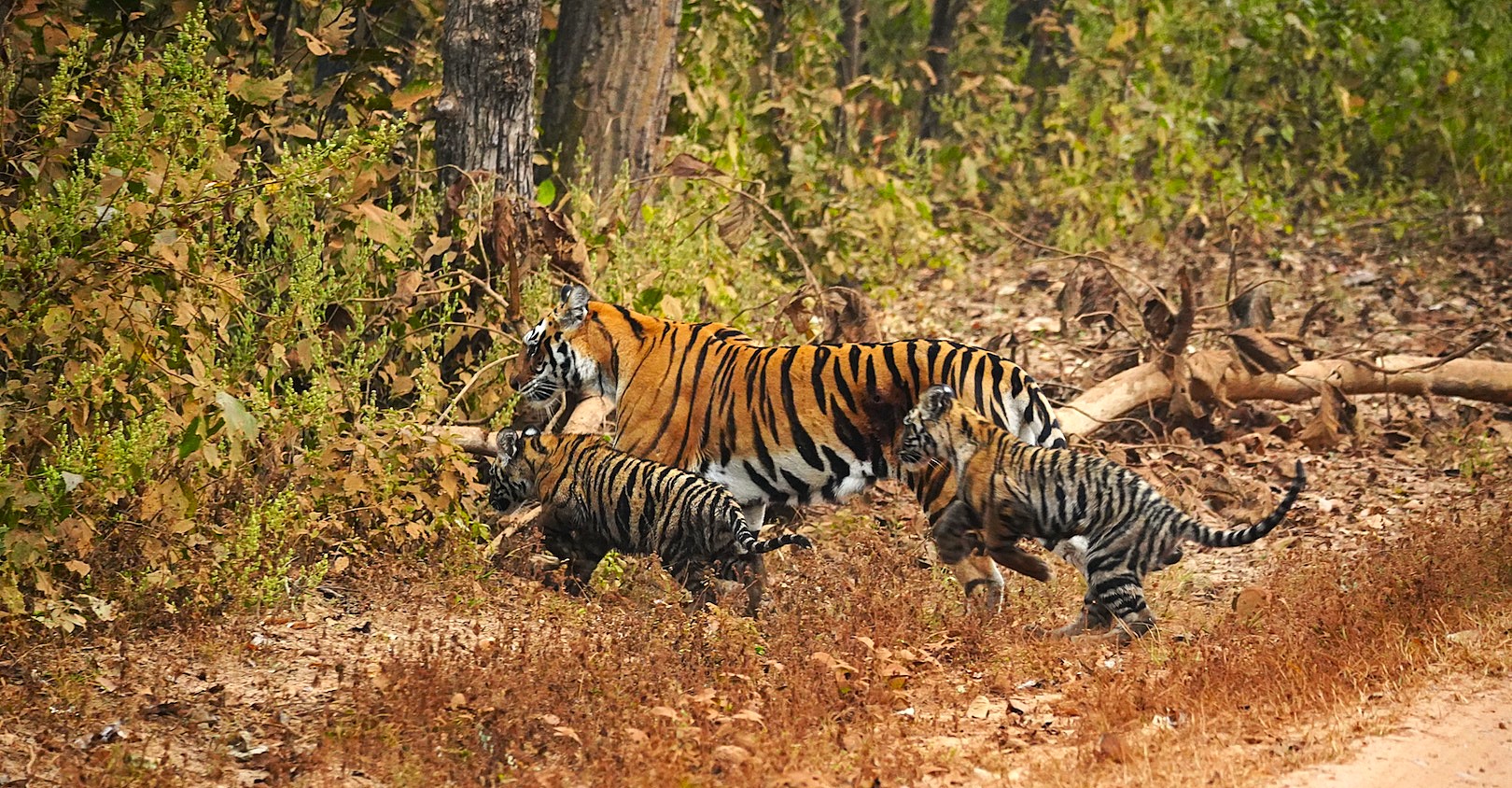 A Tiger Safari in Central India
