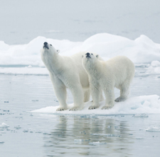 Cruise accidents in the news. Northeast Passage cruises.