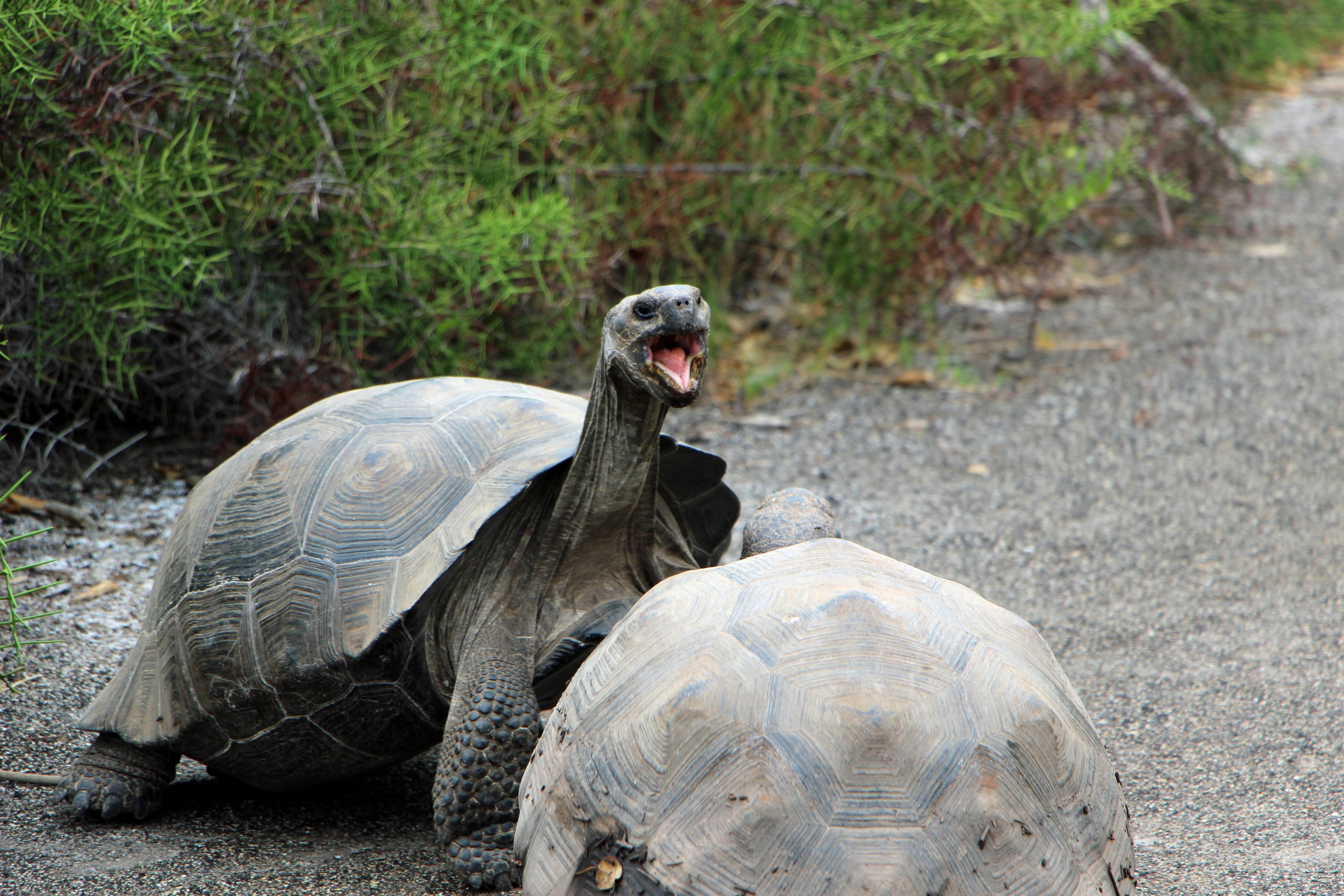 Galápagos with Lindblad Expeditions