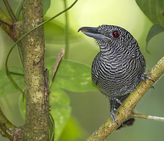 Birding in Panama