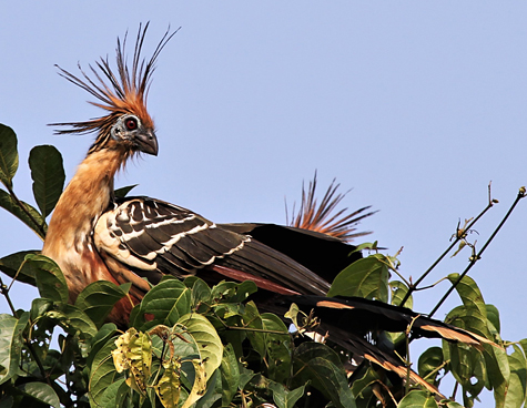 Hoatzin from Peru
