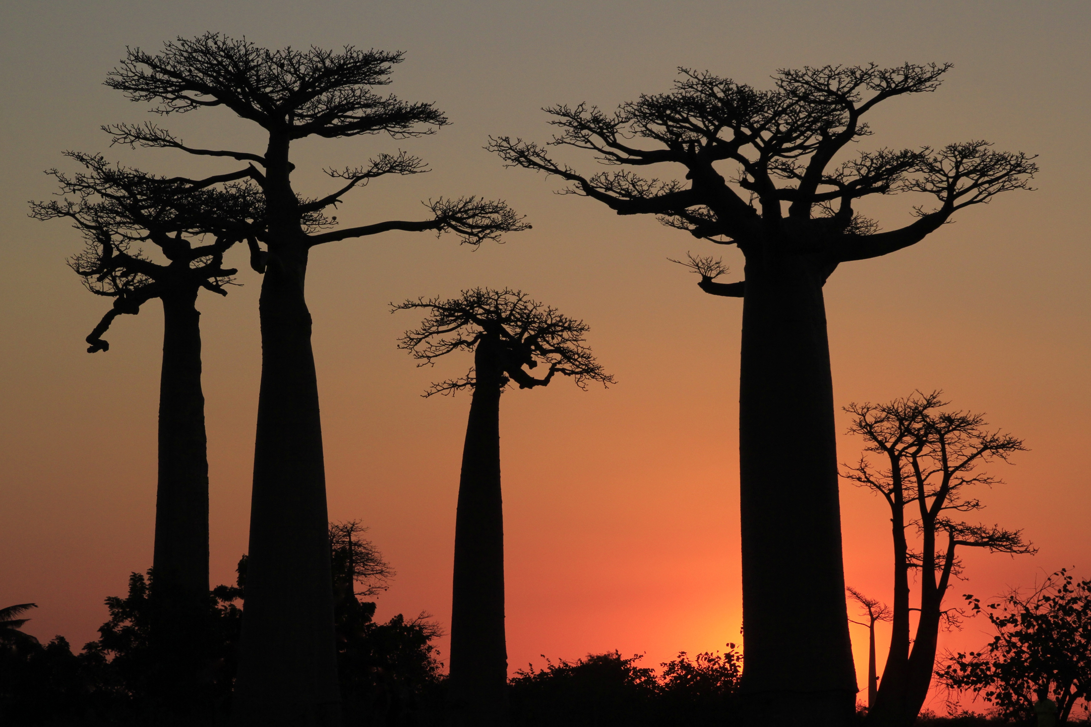 Where to See Lemurs, Chameleons, and Baobabs in Madagascar