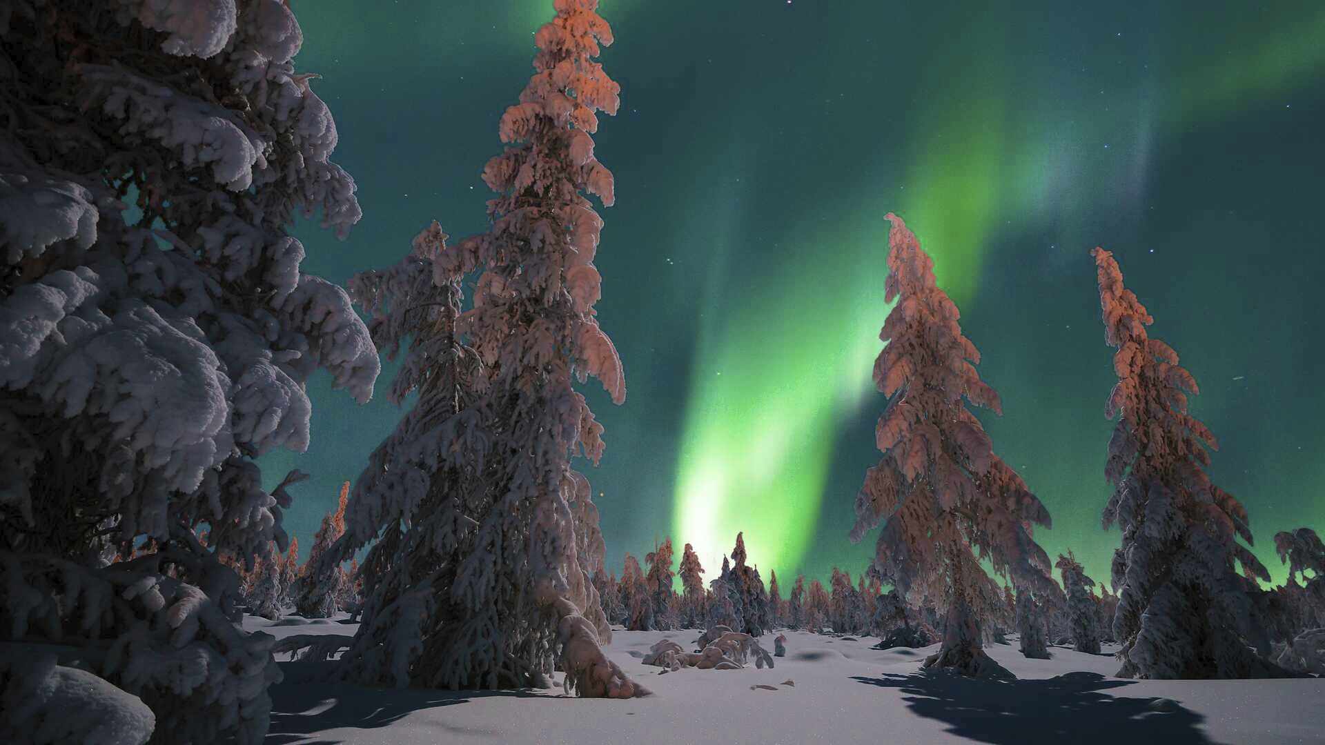 Northern lights illuminating the sky with snow-covered trees and ground