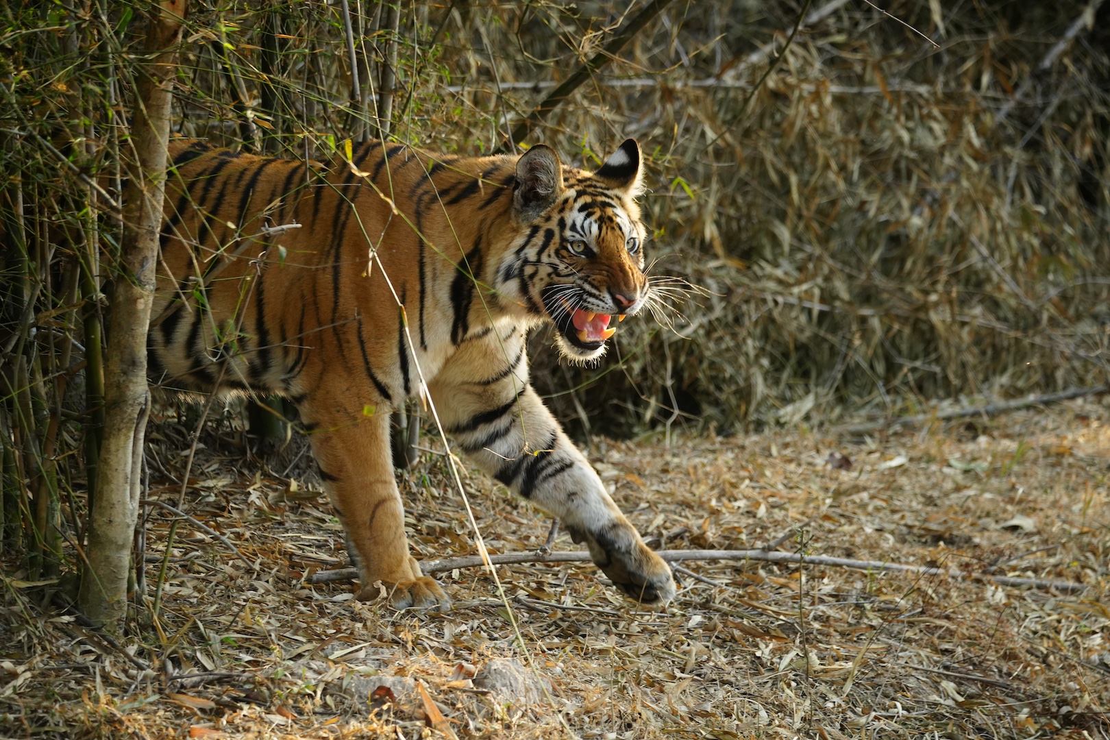 A Bengal tiger bares its teeth mid-snarl as it steps through dense bamboo and dry leaf litter in an Indian forest.