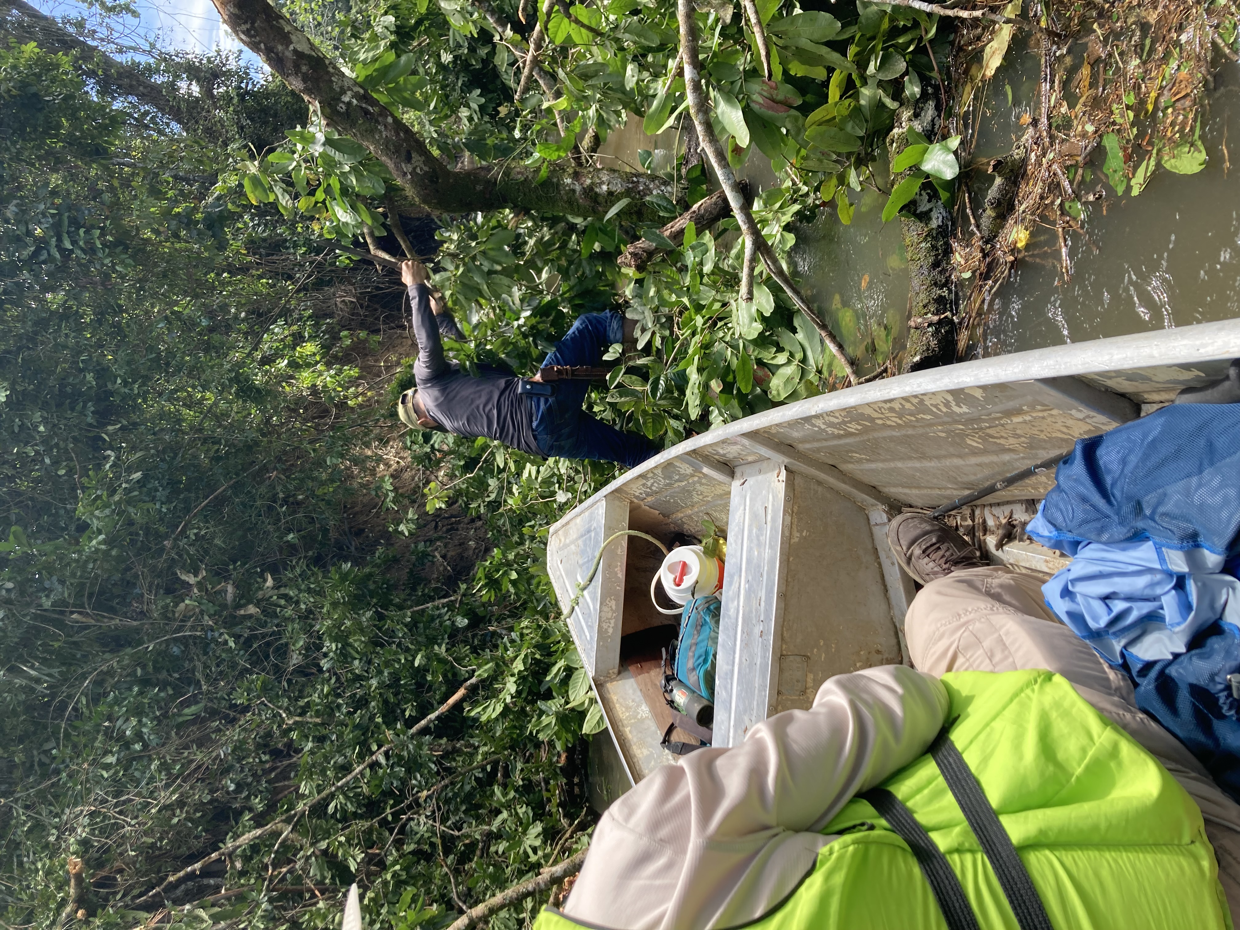 A guide at the bow of a small boat uses a machete to clear branches blocking a narrow, muddy jungle waterway in Guyana.