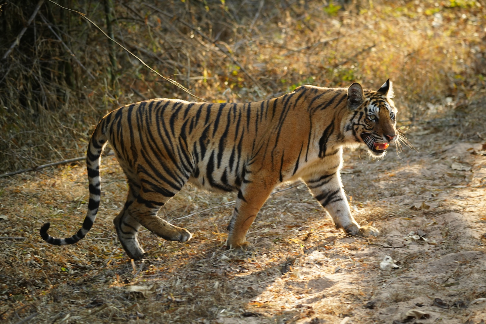 A Bengal tiger walks along a dirt trail through dry forest, its coat lit by warm afternoon sunlight, in a Central India tiger reserve