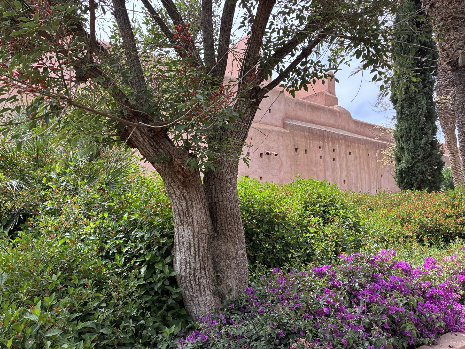 A lush garden at the Royal Mansour hotel in Marrakech, with purple bougainvillea, trimmed hedges, and a gnarled tree framing the pink walls of the building beyond.