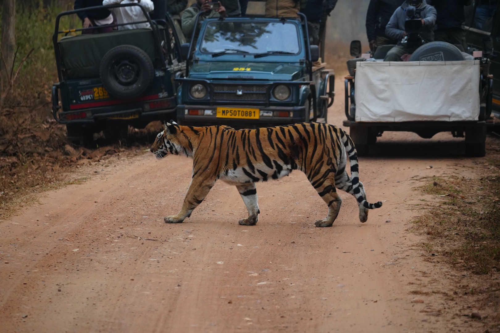 A Bengal tiger walks across a forest track in a Central India tiger reserve, passing directly in front of safari vehicles crowded with tourists photographing it