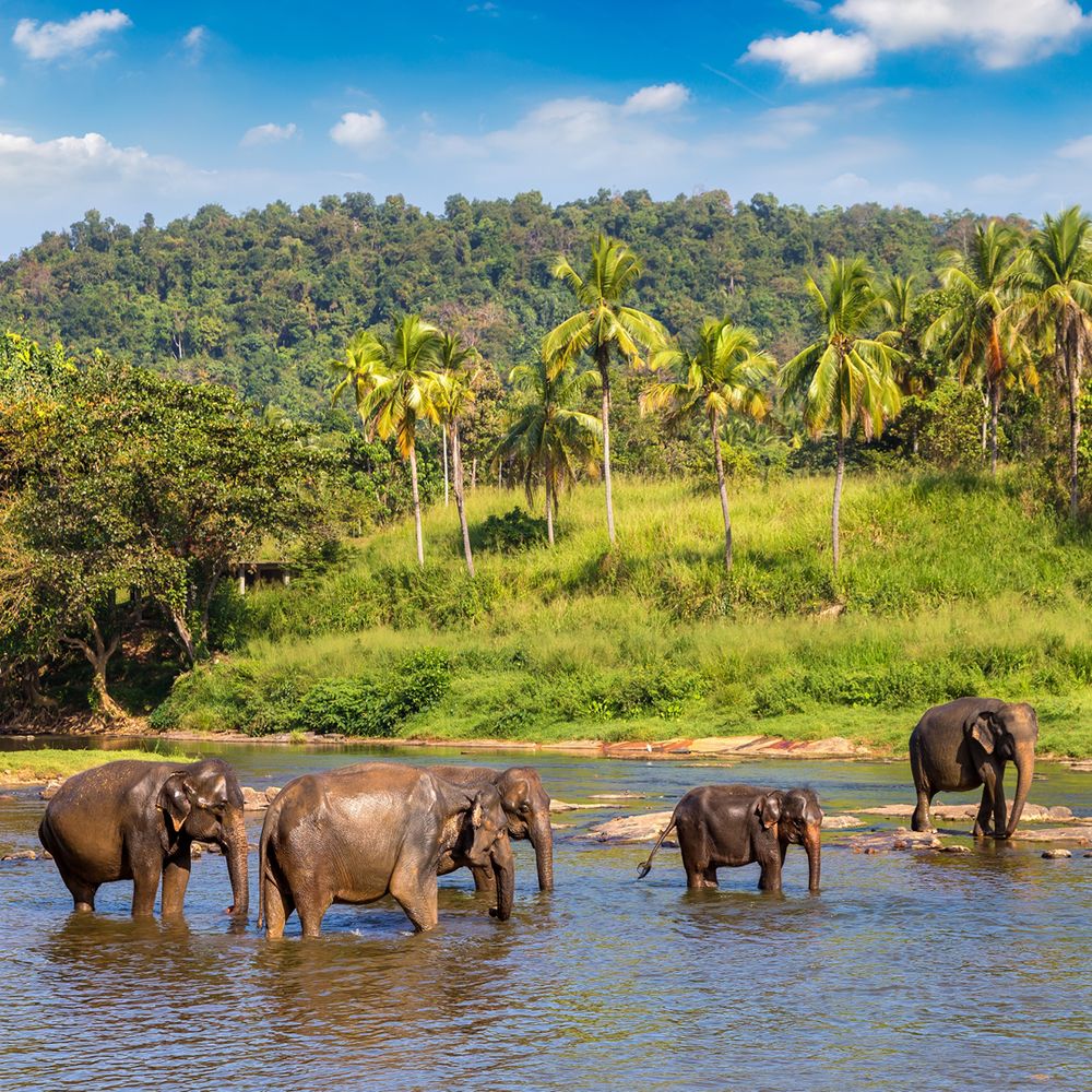 Elephants wading in a river with palm trees in the background