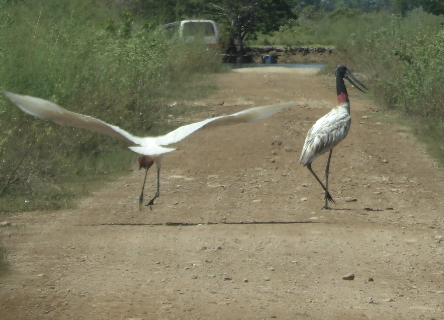 Two Jabiru storks stand on a dirt road in Guyana, one landing with wings fully spread, showing their black heads and red neck bands.