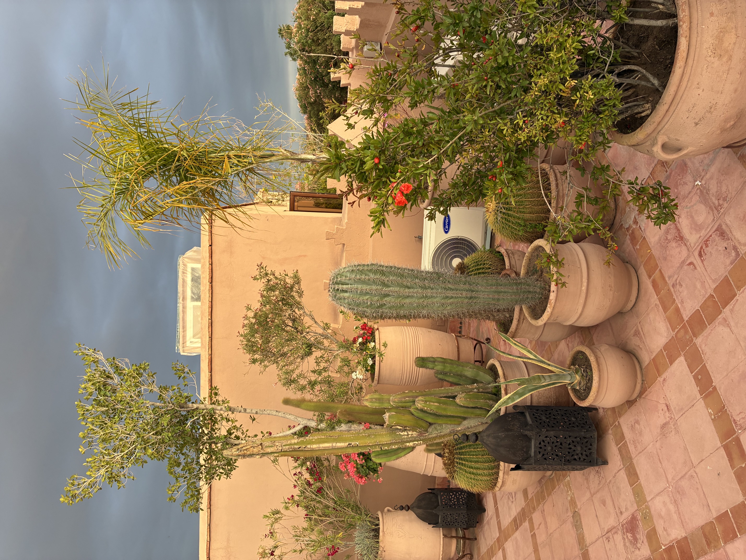 A rooftop terrace in Marrakech densely planted with potted cacti, a palm, and flowering shrubs in terracotta pots, with a Moroccan lantern and pink adobe walls under a stormy evening sky.
