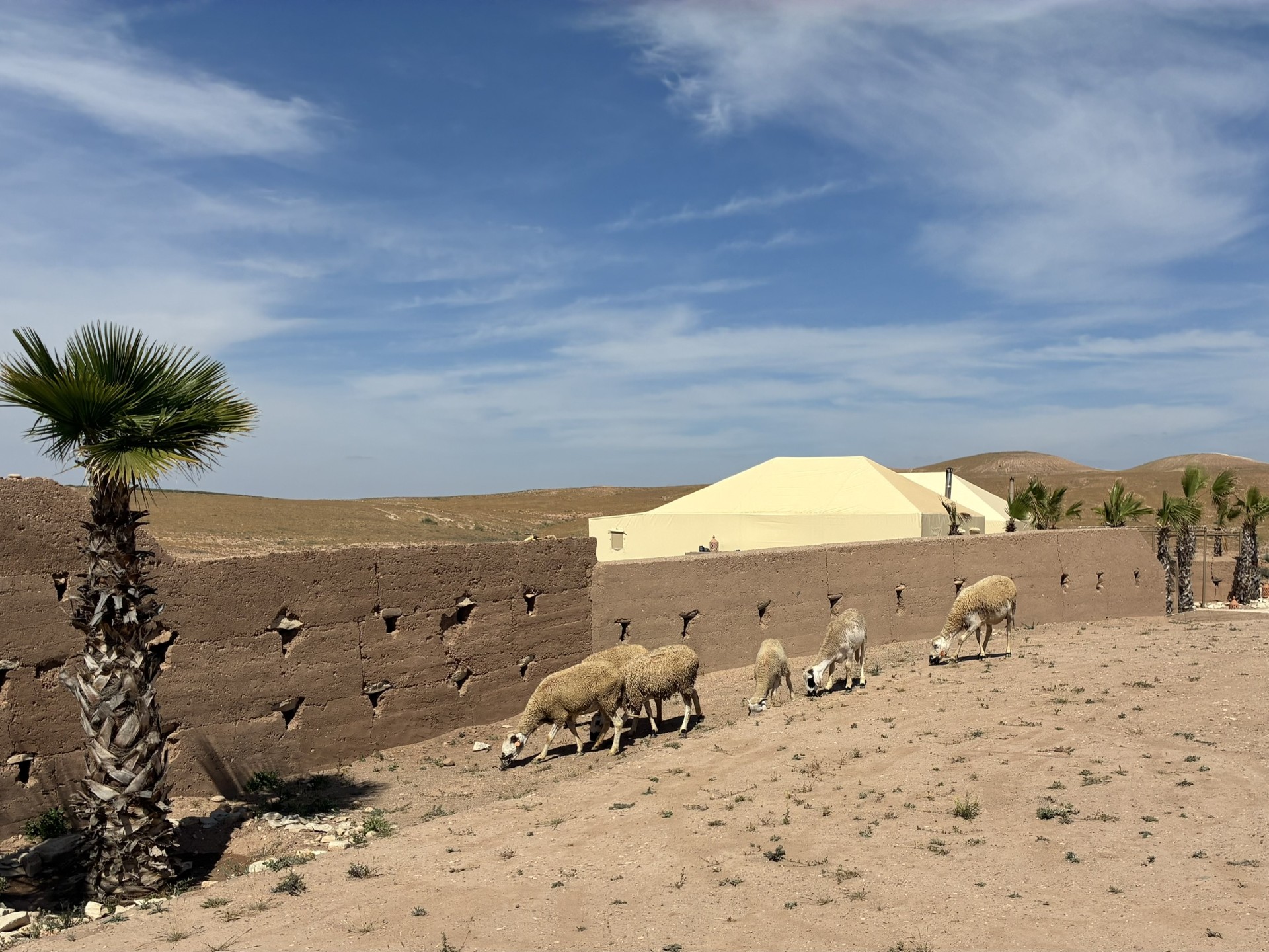 A flock of sheep grazes along an adobe wall outside a tented desert camp in the Agafay Desert near Marrakech, Morocco, with rolling hills in the background.