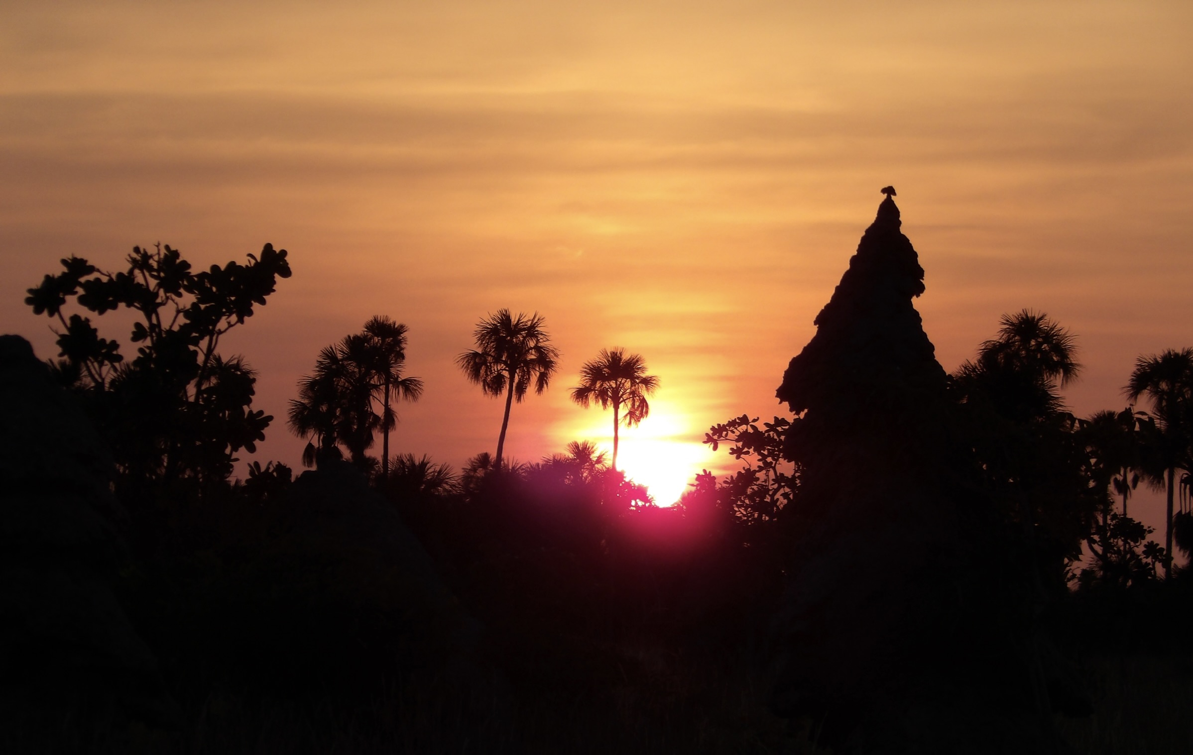 A fiery sunrise silhouettes palm trees and a tall termite mound, with a bird perched on top, in the Guyana savanna.