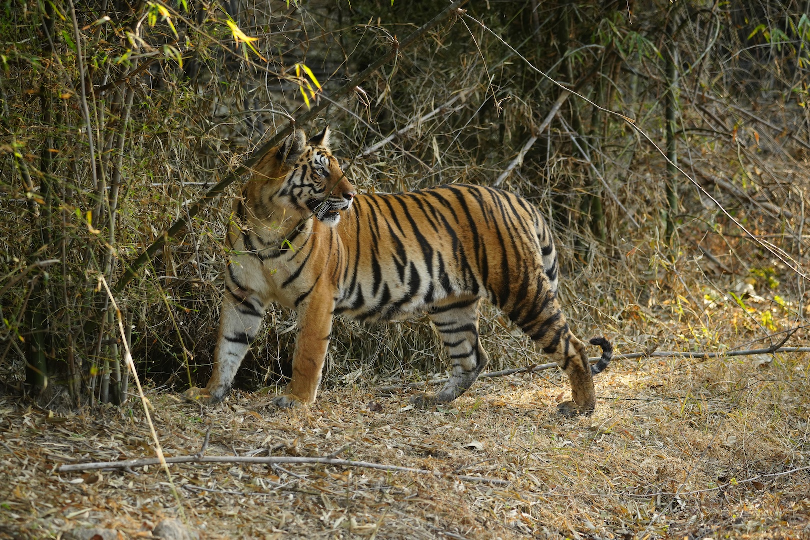 A Bengal tiger stands alert at the edge of a bamboo grove, head turned to the side, in a Central India tiger reserve.