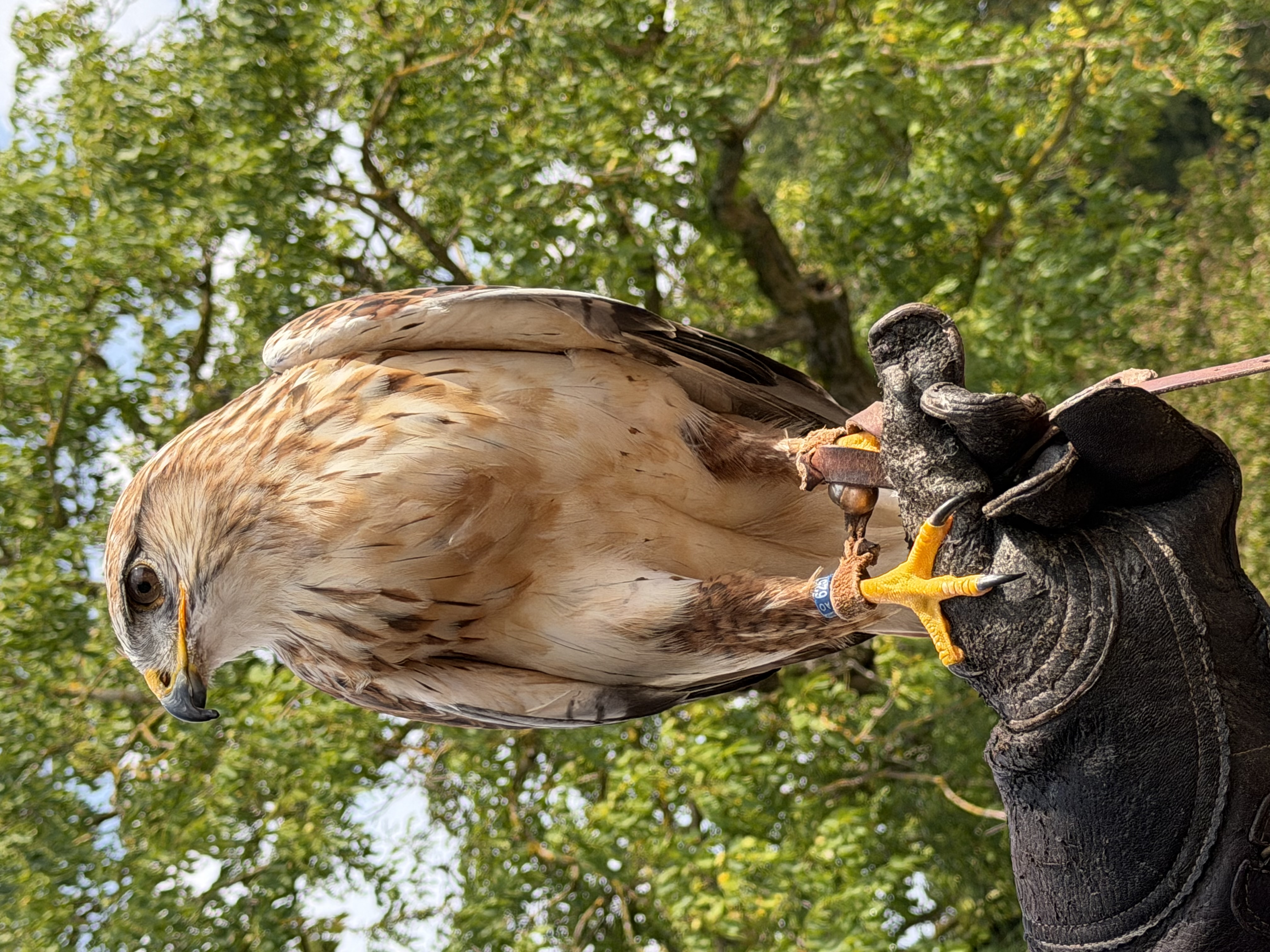 A large hawk with cream and tan plumage perches on a leather falconry glove, wearing jesses and a leg band, at an outdoor falconry demonstration