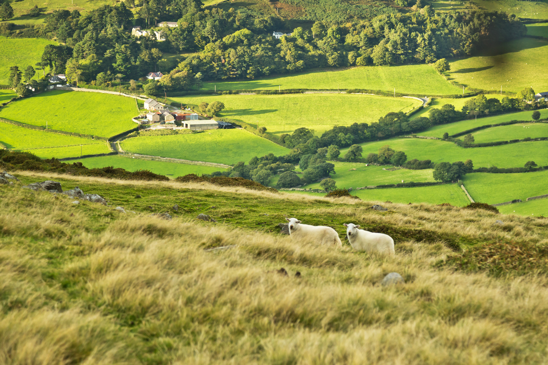 Sheep on a grassy hillside