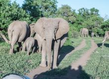 African elephants. Photos by George Anderson