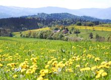 The bucolic landscape of Germany’s Black Forest is punctuated by scenic towns and memorable hiking trails.