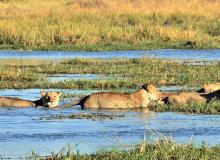 Lions crossing the river from Moremi to Khwai.