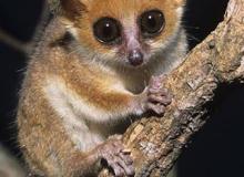 The Madame Berthe’s mouse lemur is found only in central-west Madagascar.