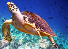 A hawksbill turtle can weigh up to 150 pounds, with a shell 45 inches long. Photo: ©Andrey Armyagov/123rf.com