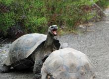Giant Alcedo tortoises fighting for dominance. The one who raises his head the highest wins. Photos by Wanda Bahde