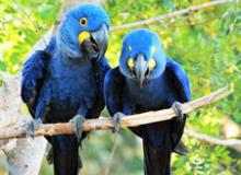 Two hyacinth macaws — the Pantanal, Brazil. Photo by Diane Bell