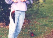 Vickie Birdsall with king parrots (each of which has a red/orange head and/or breast and green or dark-blue wings) — Lamington National Park, Queensland, Australia.