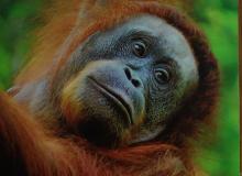 The “boss mama” orangutan at Semenggoh Wildlife Center in Sarawak.