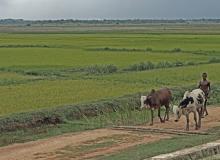 Local returning from the fields — Madagascar. Photo by Joyce Bruck