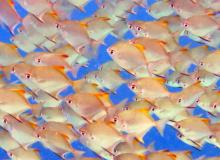 A school of fish in Marovo Lagoon, Solomon Islands. Photo by Ann Cabot