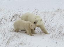 A mother and her COY (cub of the year).