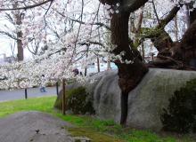 Detail of the rock-splitting Ishiwarizakura in Morioka, Japan. Photo by Clyde F. Holt