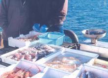 Fishermen displaying their catch at the harbor in Trani. Photos by Helen Harper