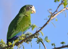 A Hispaniolan parrot. Photos by Marian Herz