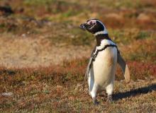 A Magellanic penguin. Photo by Marian Herz 