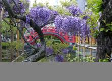 Wisteria and bridge at Kameido Tenjin Shrine, Tokyo. Photo by Clyde F. Holt