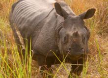 Rhino in Jaldapara Wildlife Sanctuary, India. Photo: Holt