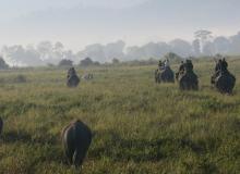 On an elephant safari in Kaziranga National Park.