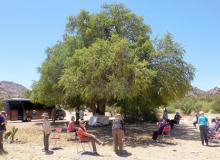 Our group enjoyed a picnic under an argan tree in Tafraout, Morocco. Photo by Randy Keck