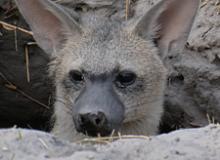 Aardwolf in its den near Splash Camp. Photos by Cynthia Kennett