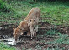 A mother lion and one of her three 8-week-old cubs.