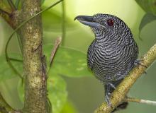 Fasciated antshrike, seen on the Pipeline Road. Photo by Sue Knabe