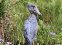 A shoebill stork in Uganda’s Mabamba Bay wetlands.