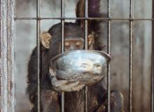 “Mini” getting her evening meal of porridge.