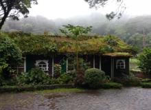 Cabin with its roof overgrown with vegetation — Selva Negra Ecolodge in Matagalpa, Nicaragua. Photos by Dave Wiltzius