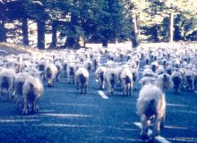 Sheep hogging the road in New Zealand. Photo by Albert Moore